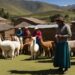 Einfluss auf Gemeinschaften, Alpakawolle